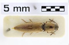 Foto (Dorsalansicht) von Agriotes notatus (Candèze, 1863)